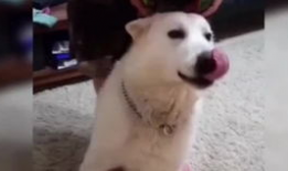 小狗搞笑视频,小狗搞笑视频集锦